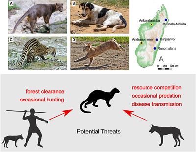 Ecological Consequences of a Millennium of Introduced Dogs on Madagascar